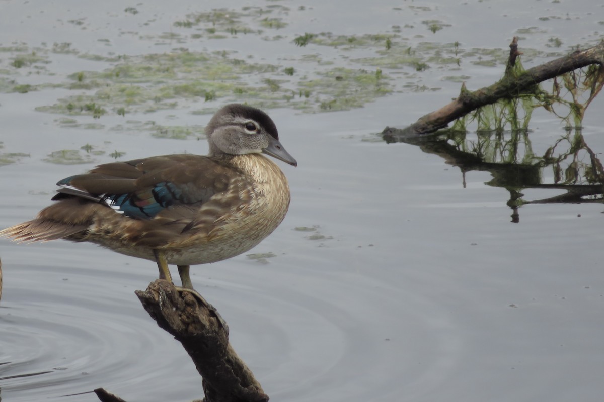 Wood Duck - ML639224110