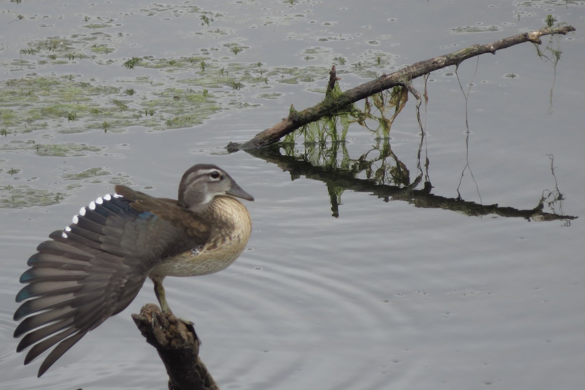 Wood Duck - ML639224112