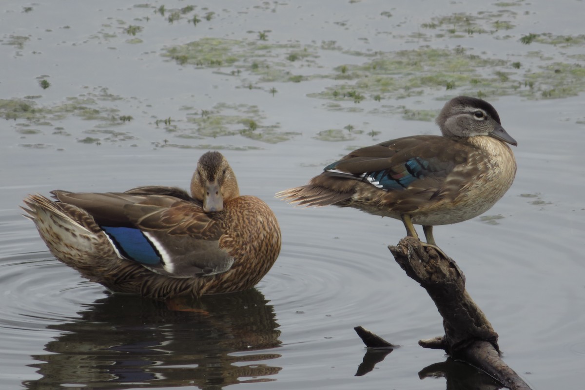 Wood Duck - ML639224113