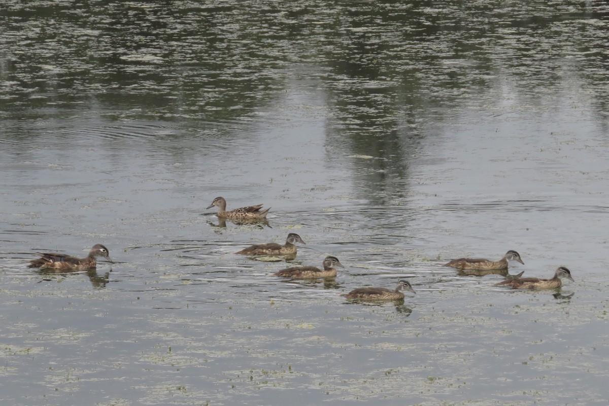 Wood Duck - ML639224114