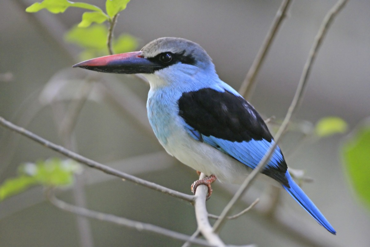Blue-breasted Kingfisher - ML639224258