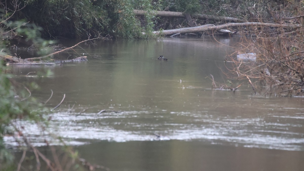 Spectacled Duck - ML639224259