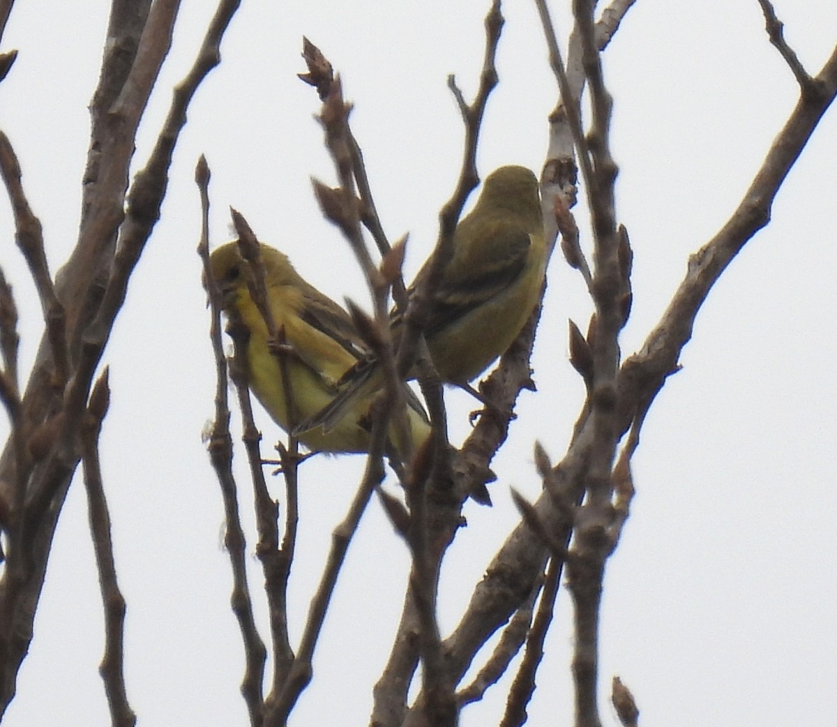 Lesser Goldfinch - ML639224288