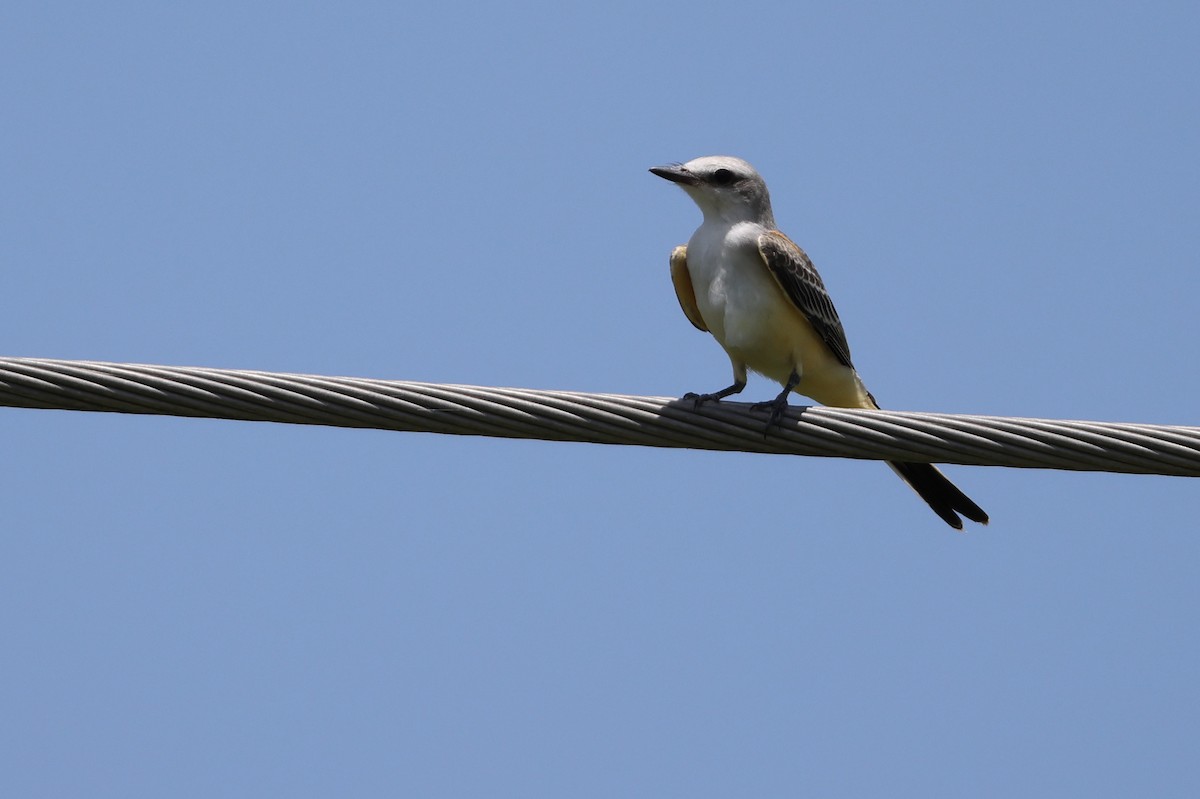 Scissor-tailed Flycatcher - ML639224327