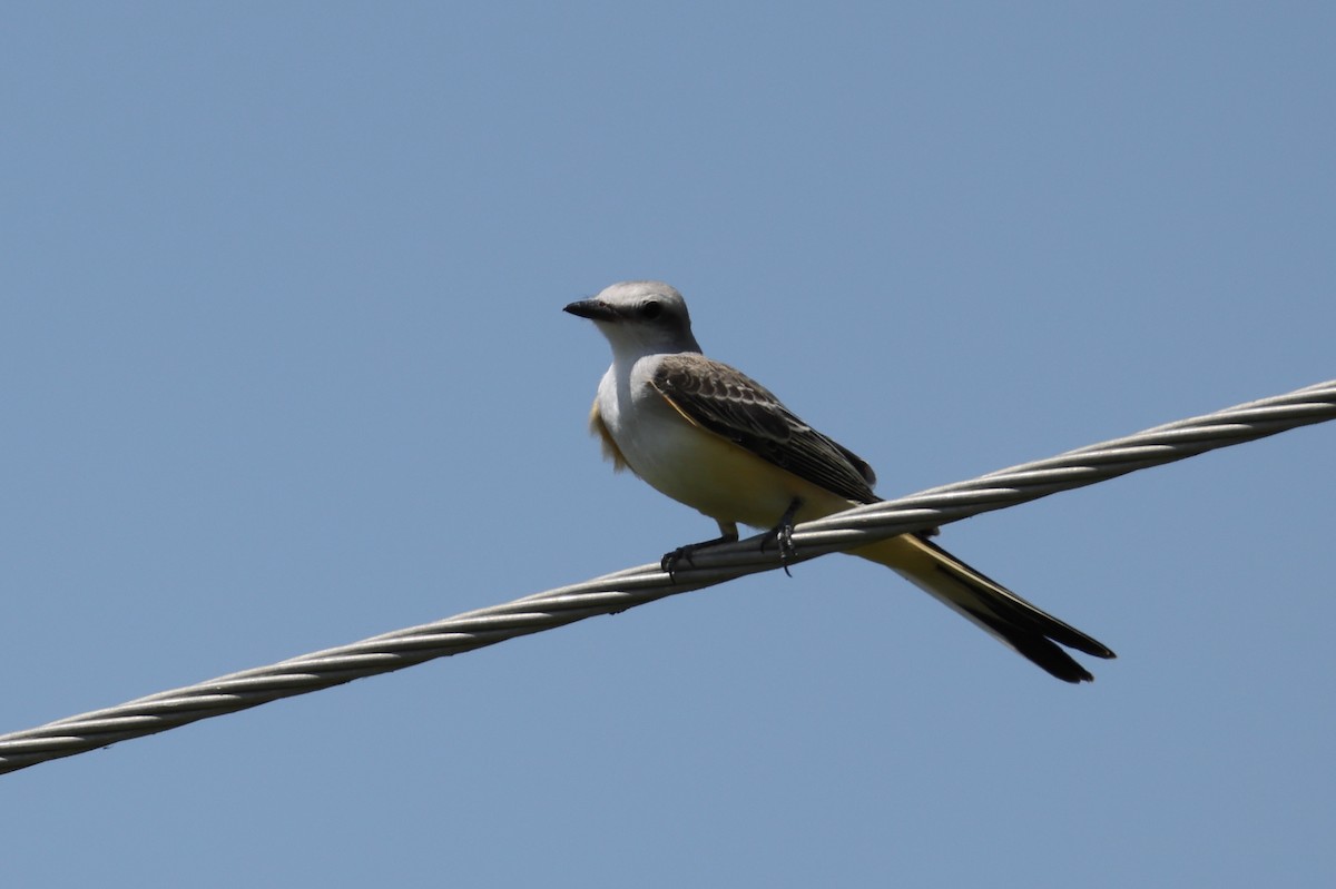 Scissor-tailed Flycatcher - ML639224328
