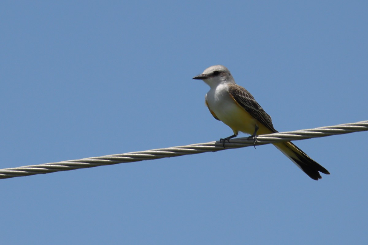 Scissor-tailed Flycatcher - ML639224331