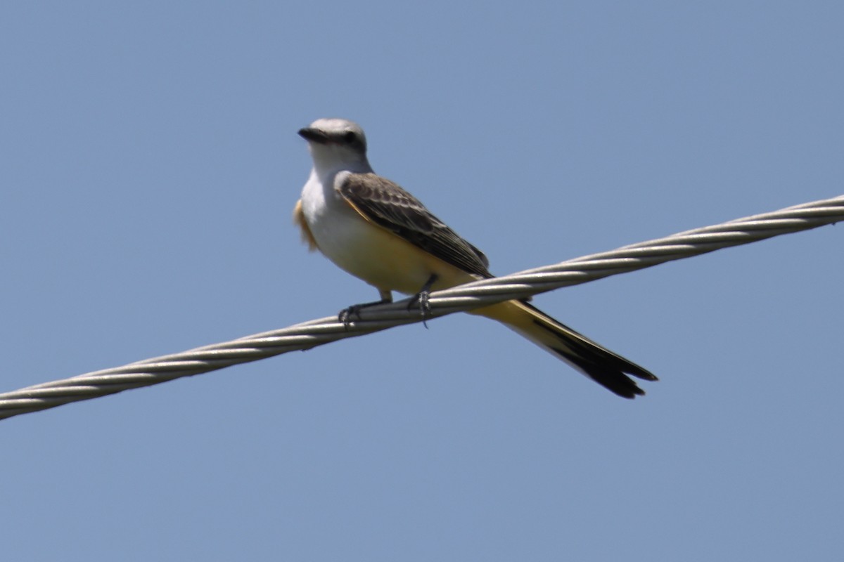 Scissor-tailed Flycatcher - ML639224332