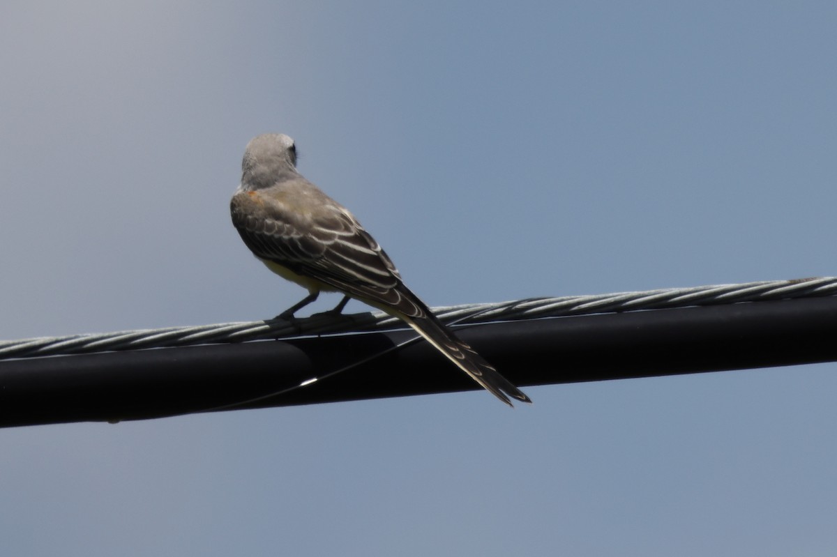 Scissor-tailed Flycatcher - ML639224333