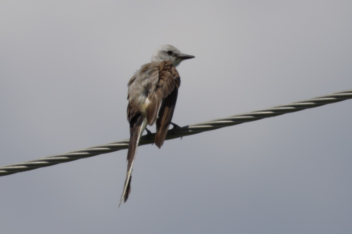 Scissor-tailed Flycatcher - ML639224334