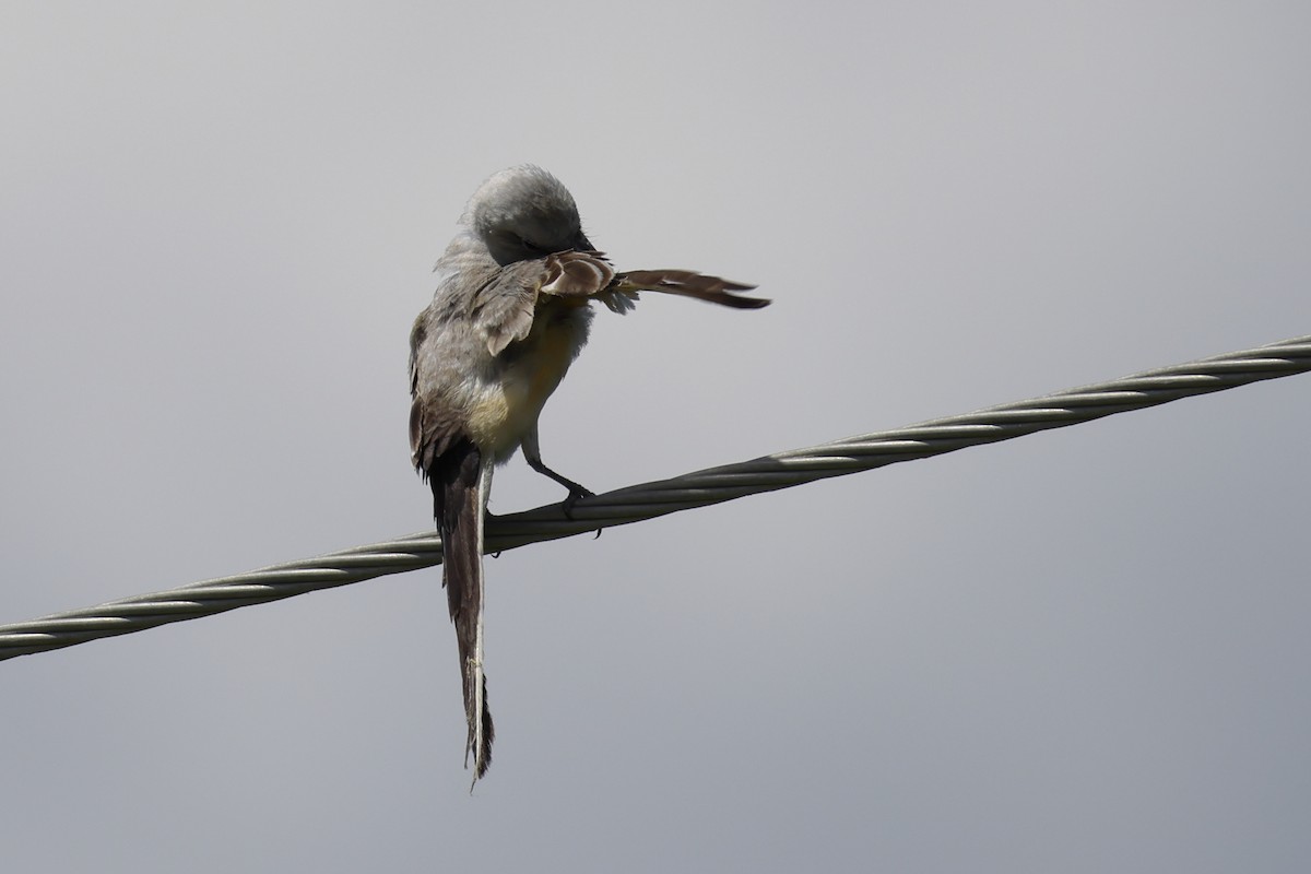 Scissor-tailed Flycatcher - ML639224335