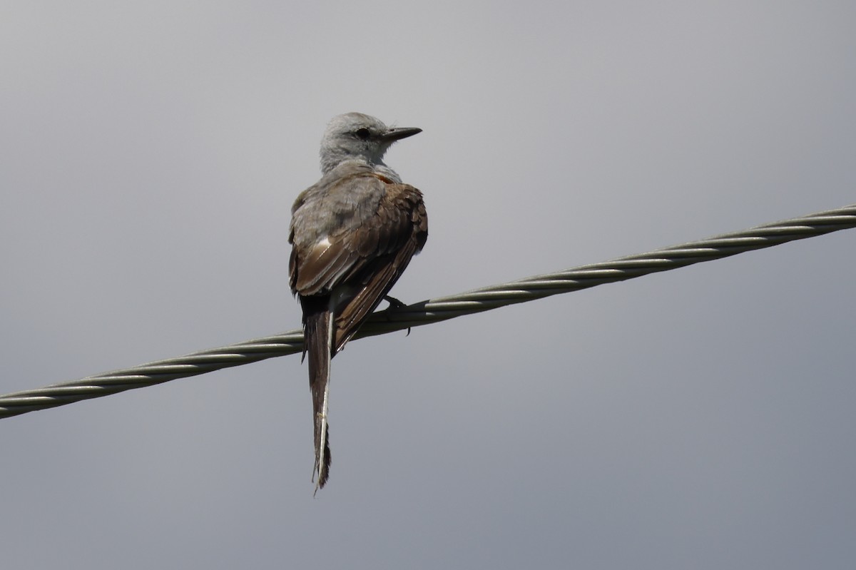 Scissor-tailed Flycatcher - ML639224336