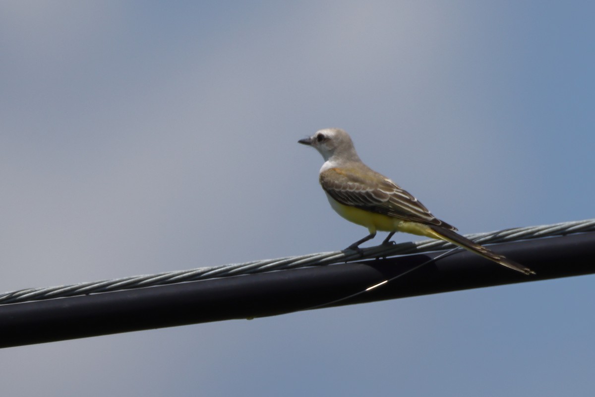 Scissor-tailed Flycatcher - ML639224338