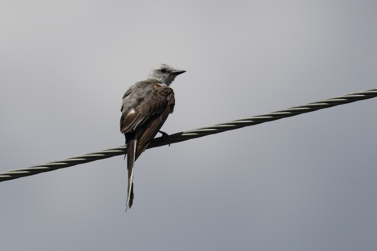 Scissor-tailed Flycatcher - ML639224339