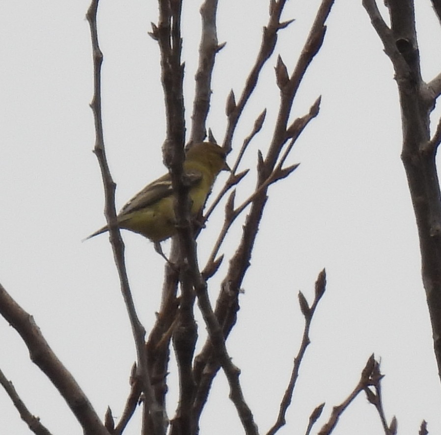 Lesser Goldfinch - ML639224348