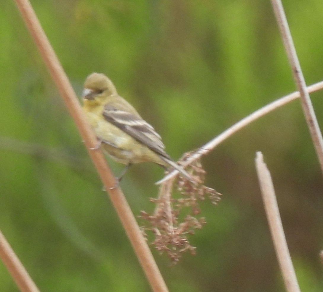 Lesser Goldfinch - ML639224362