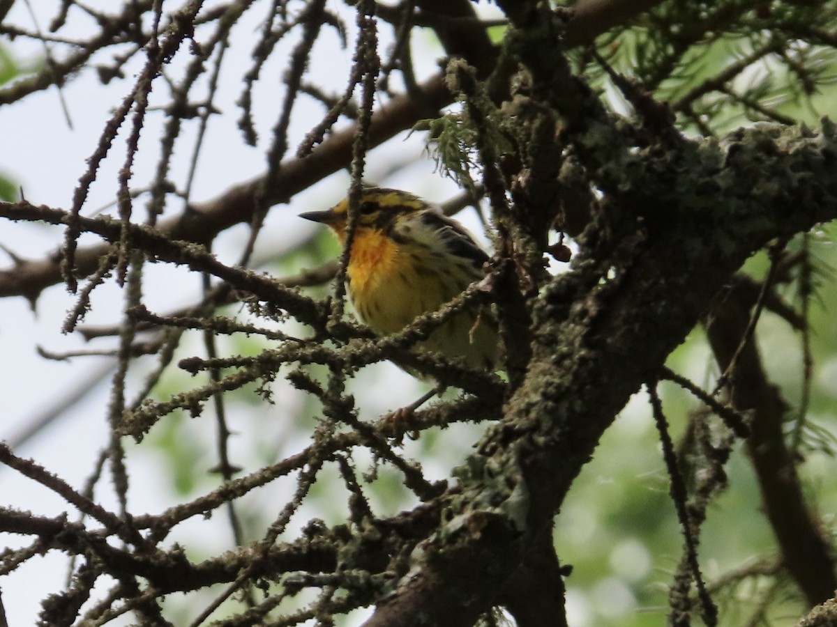 Blackburnian Warbler - ML639224378