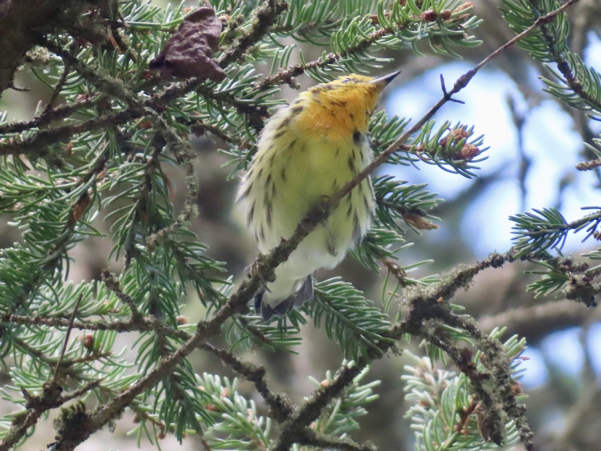 Blackburnian Warbler - ML639224379