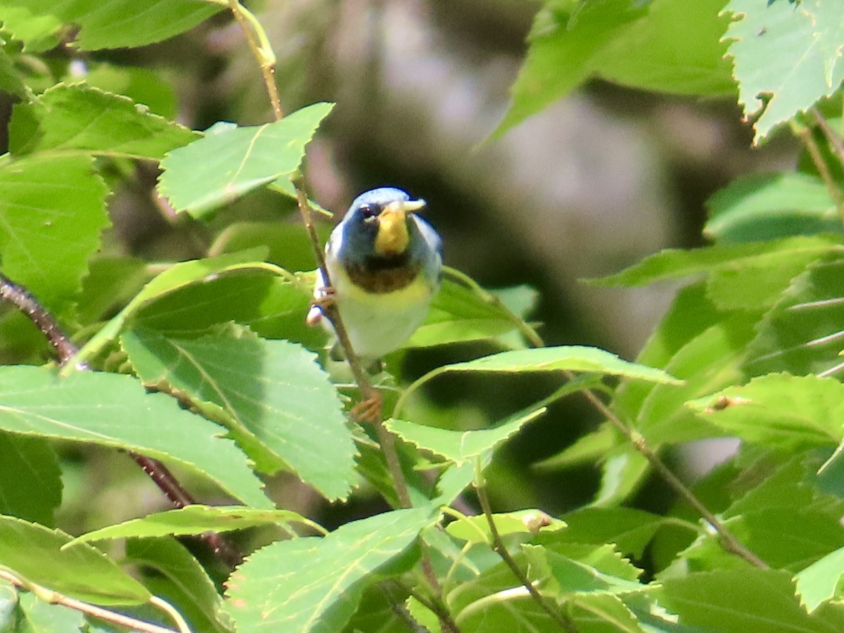 Northern Parula - ML639224410
