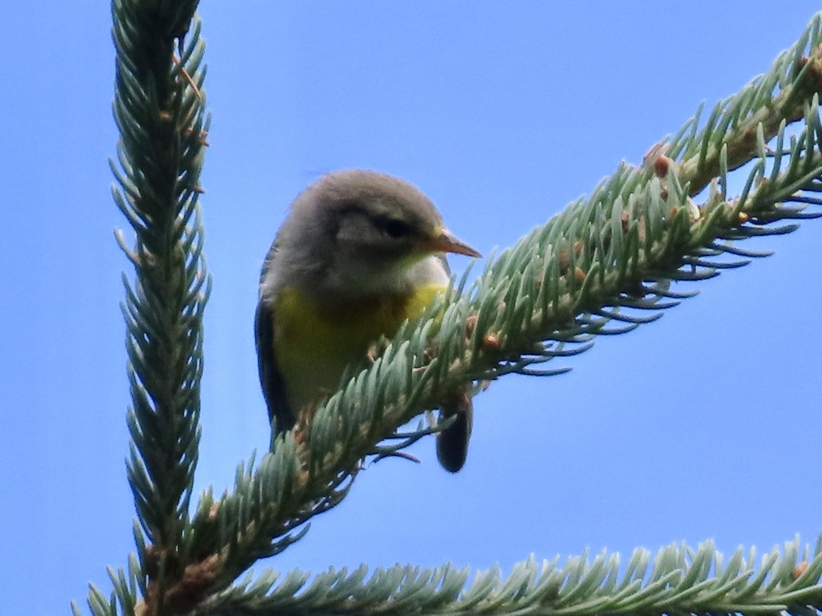 Northern Parula - ML639224411