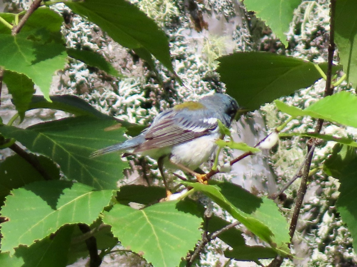 Northern Parula - ML639224412