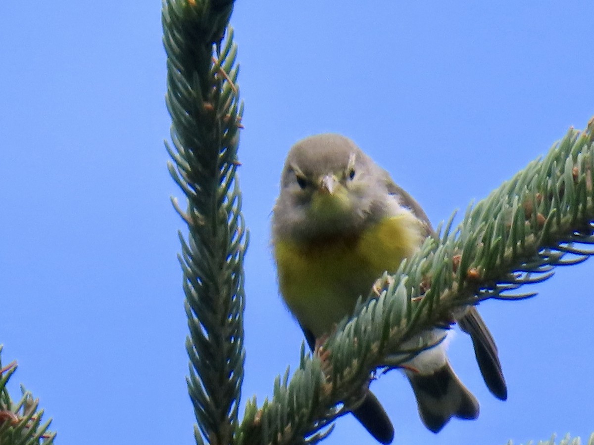 Northern Parula - ML639224413