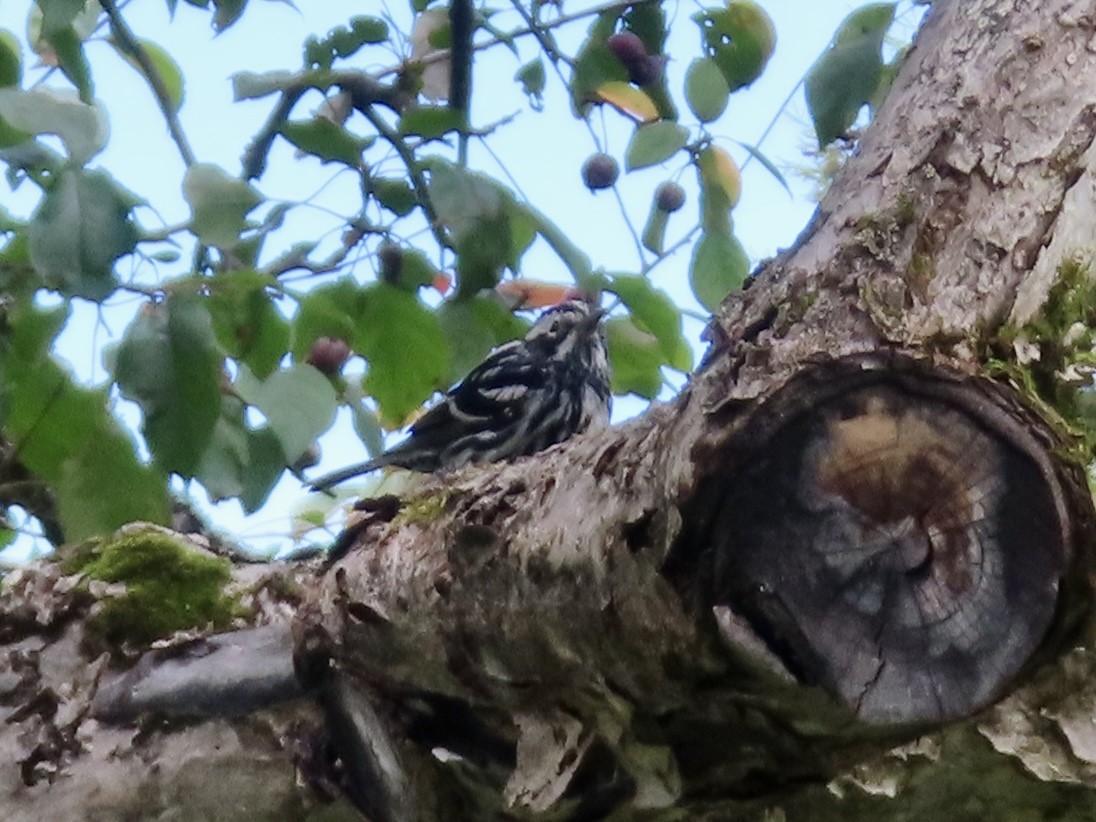 Black-and-white Warbler - ML639224428