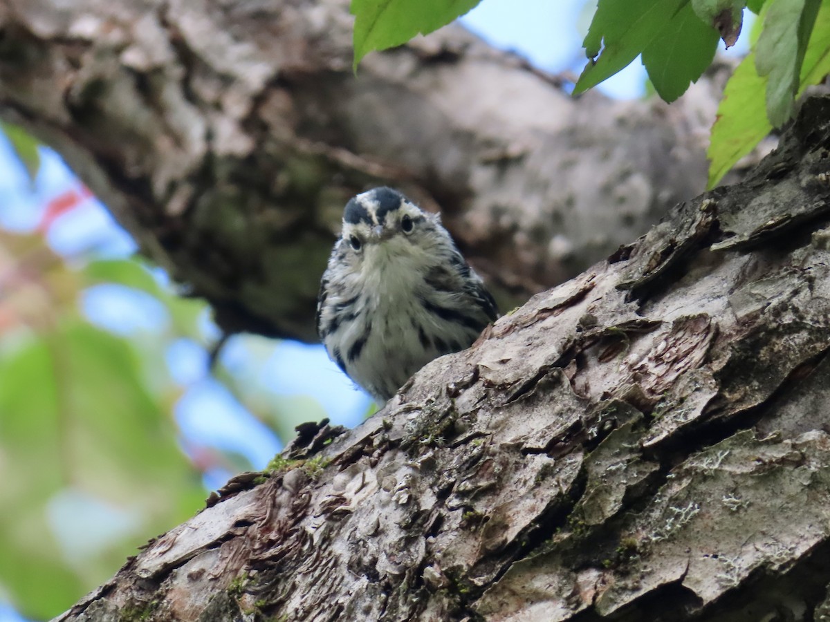 Black-and-white Warbler - ML639224429