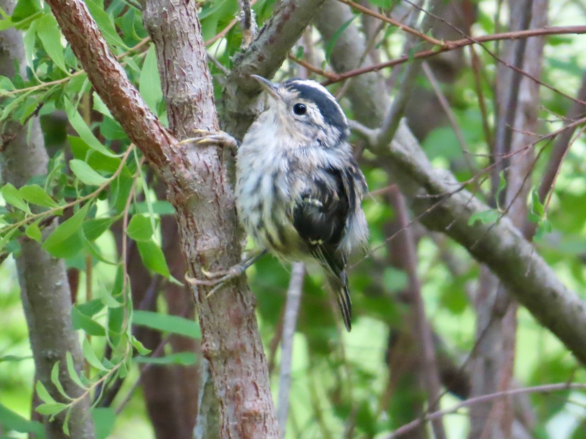 Black-and-white Warbler - ML639224430