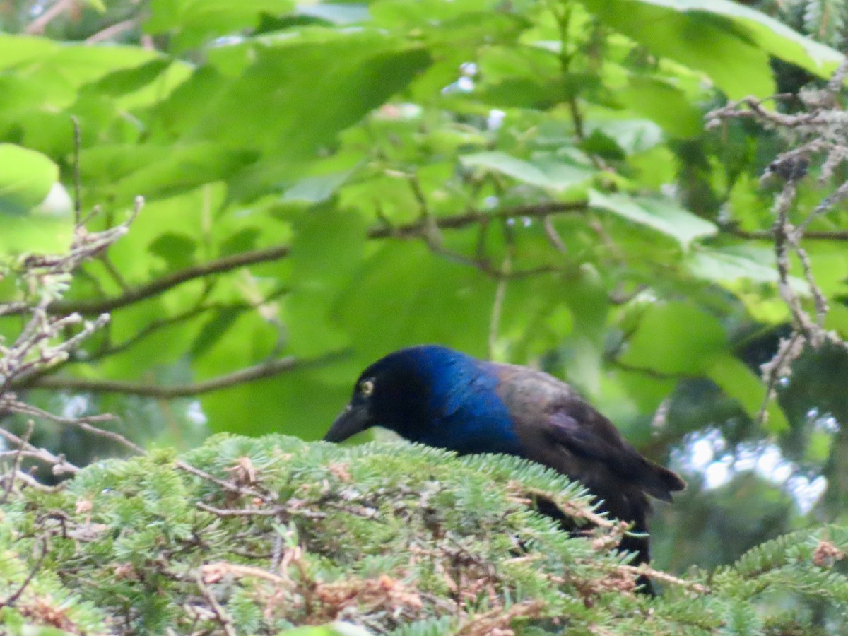 Common Grackle - ML639224435