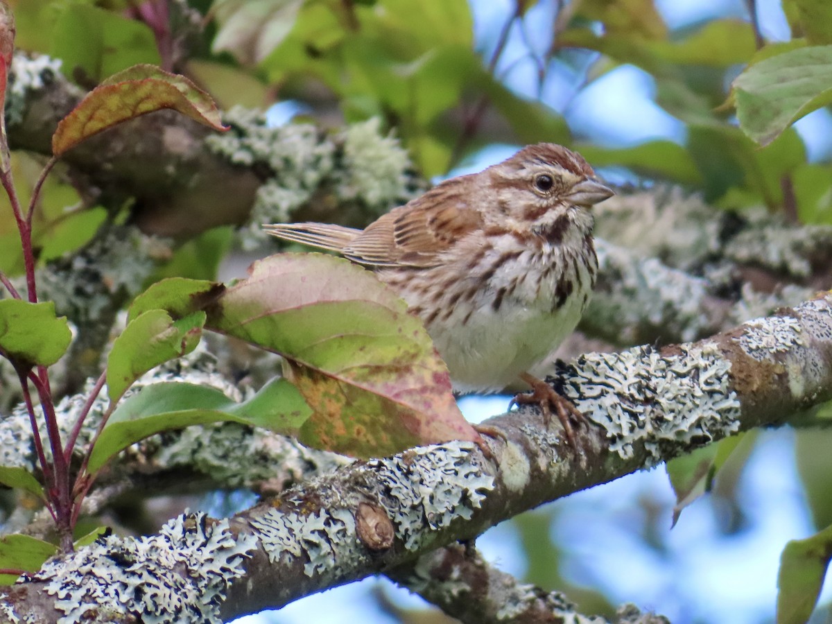 Song Sparrow - ML639224457