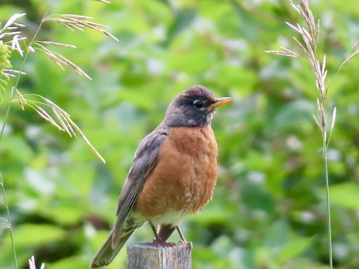 American Robin - ML639224472