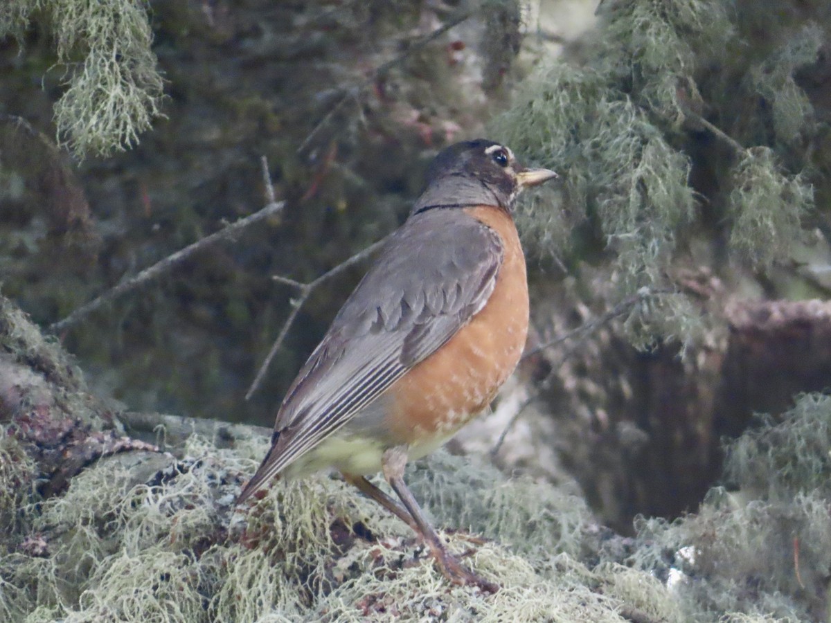 American Robin - ML639224473