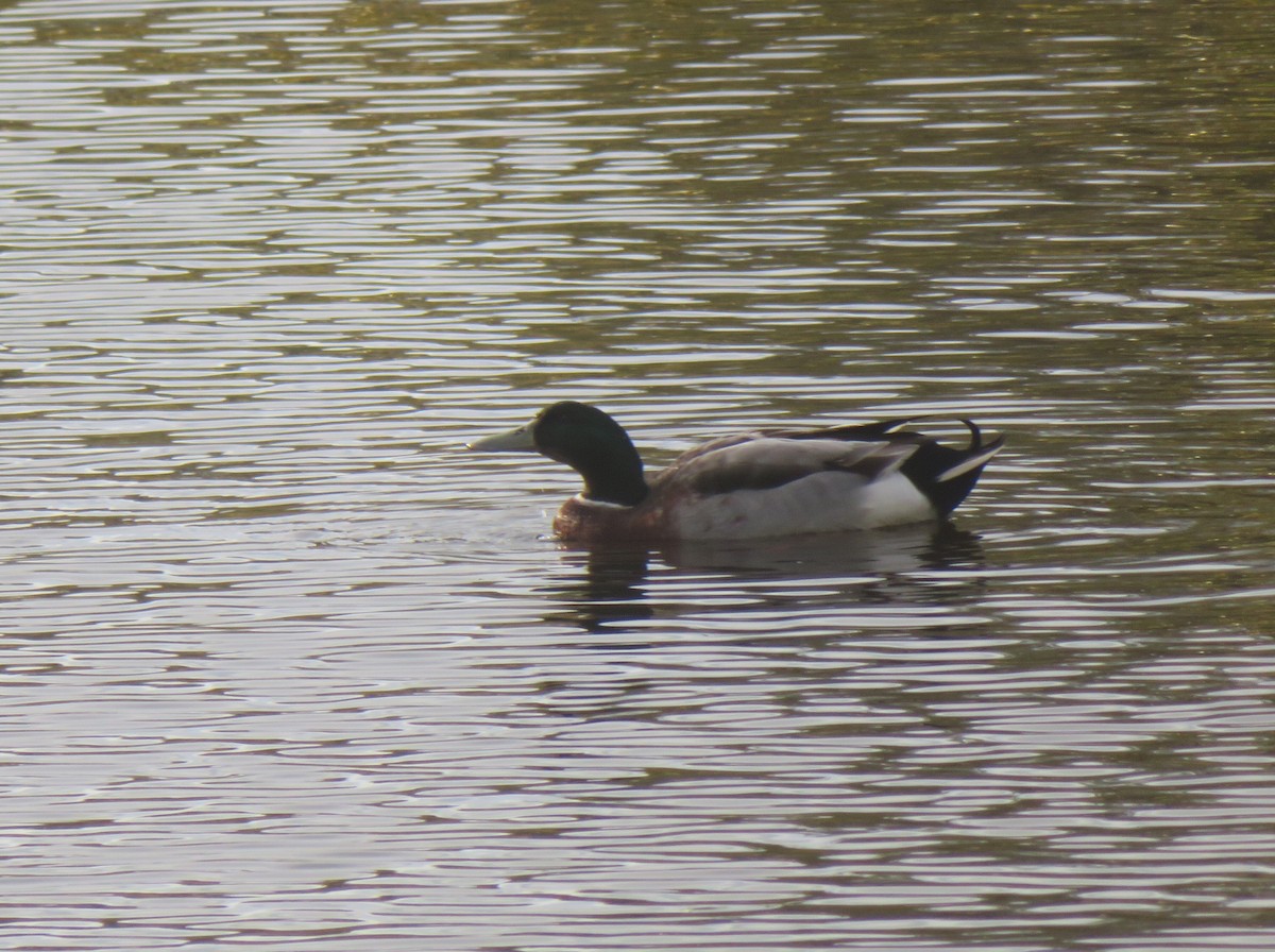 Mallard (Domestic type) - ML639224474