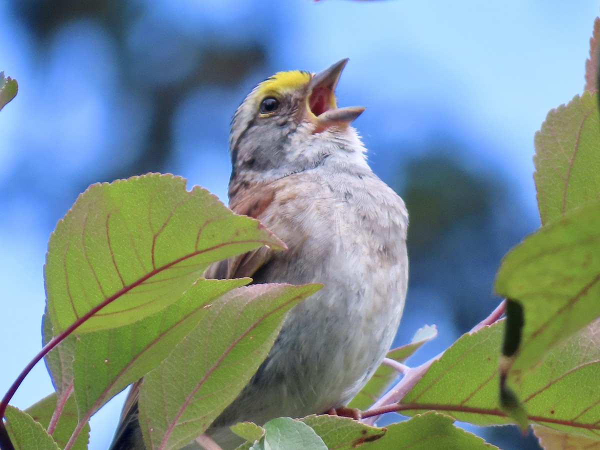 White-throated Sparrow - ML639224483