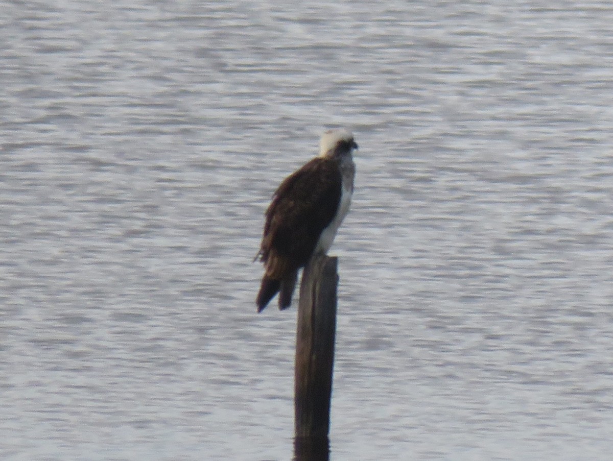 Osprey (Australasian) - ML639224485