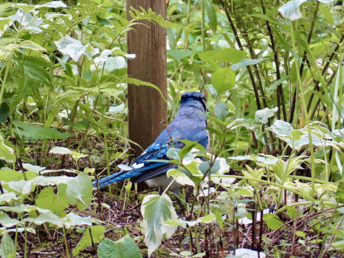 Blue Jay - ML639224501