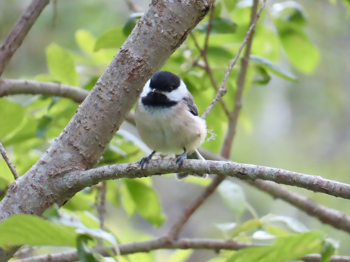Black-capped Chickadee - ML639224513