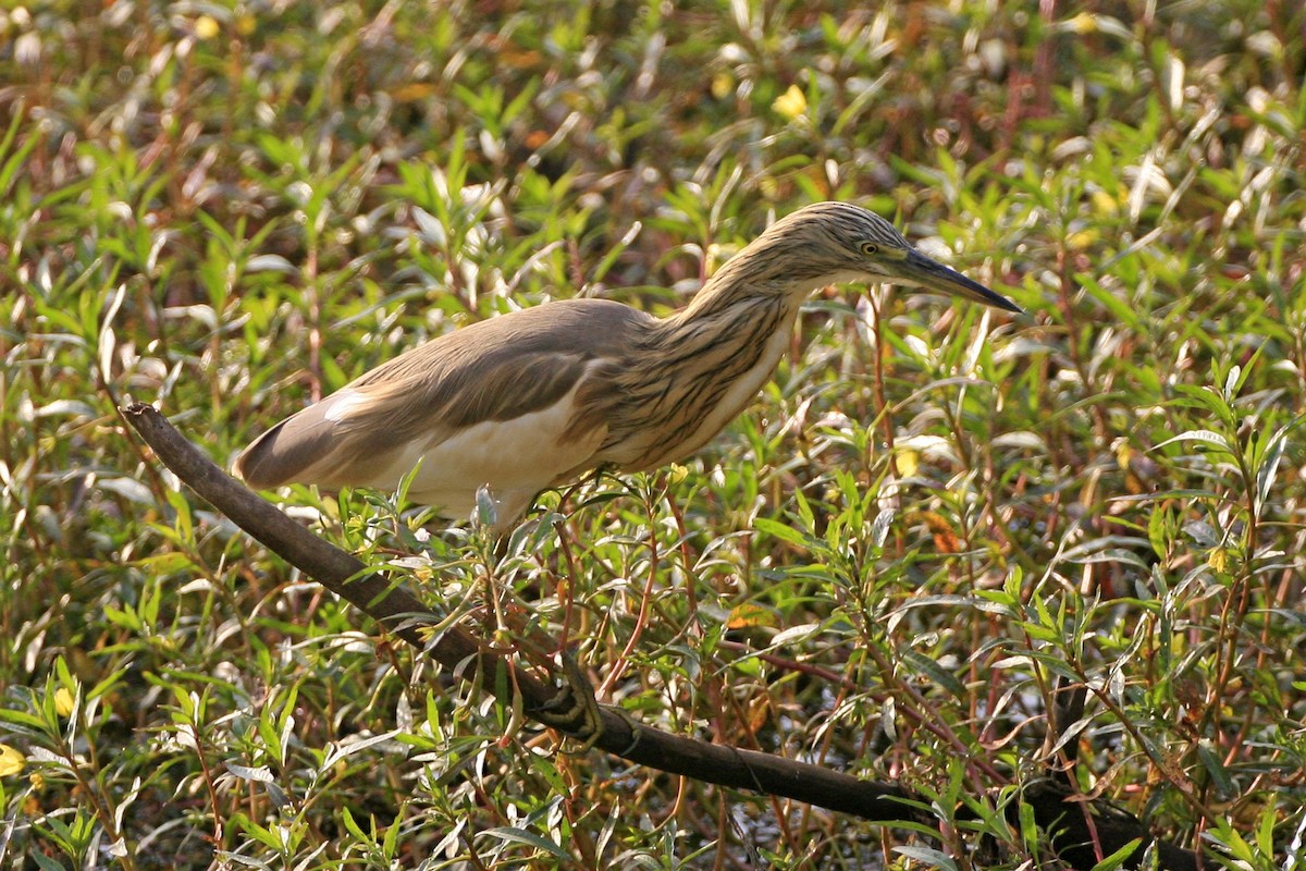 Squacco Heron - ML639224520