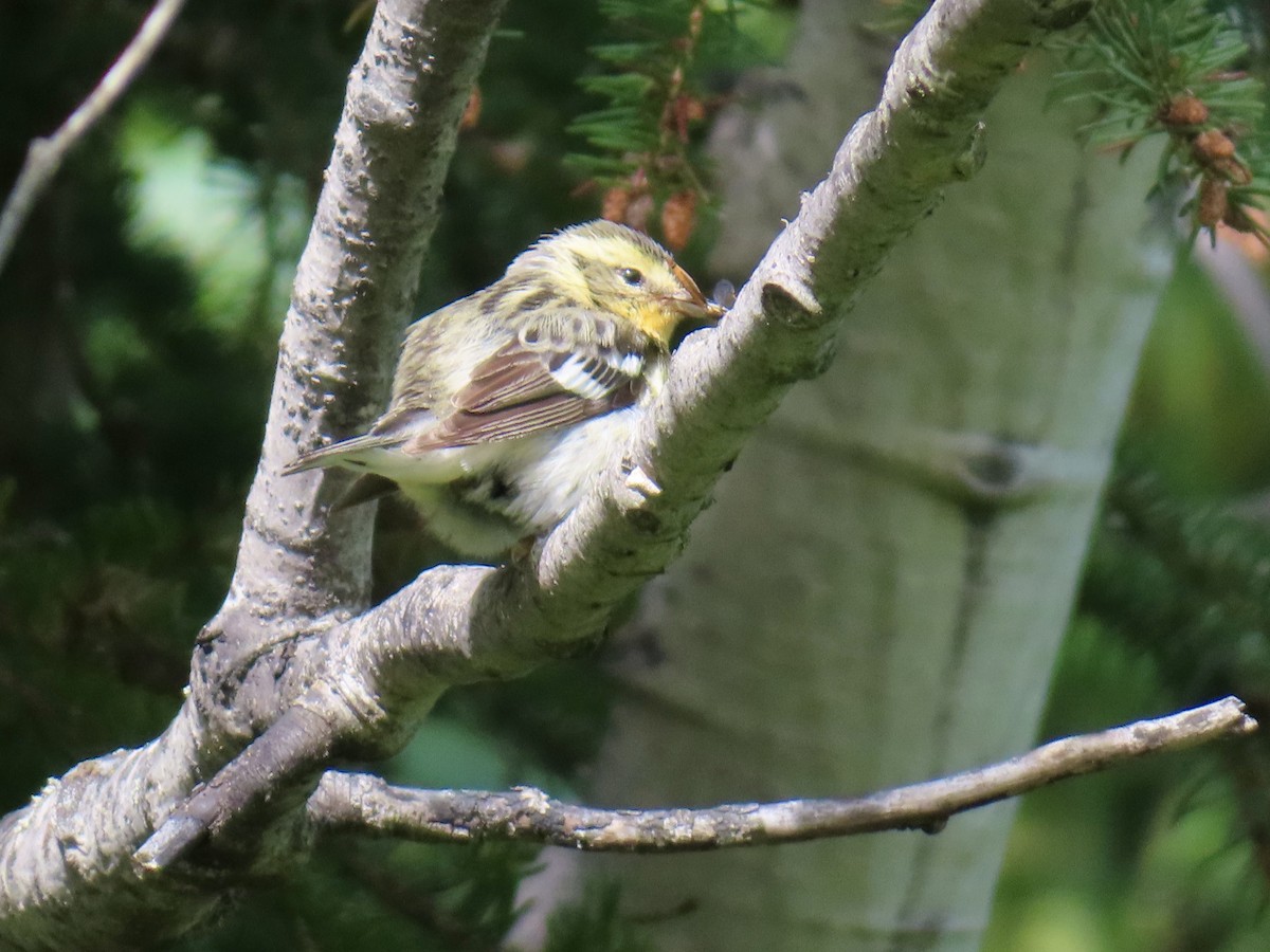 Blackburnian Warbler - ML639224567