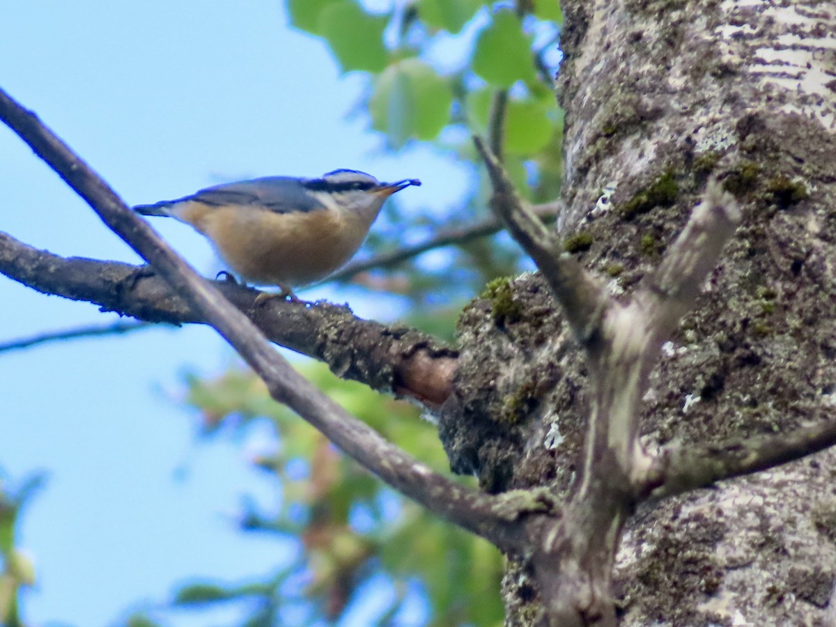 Red-breasted Nuthatch - ML639224582