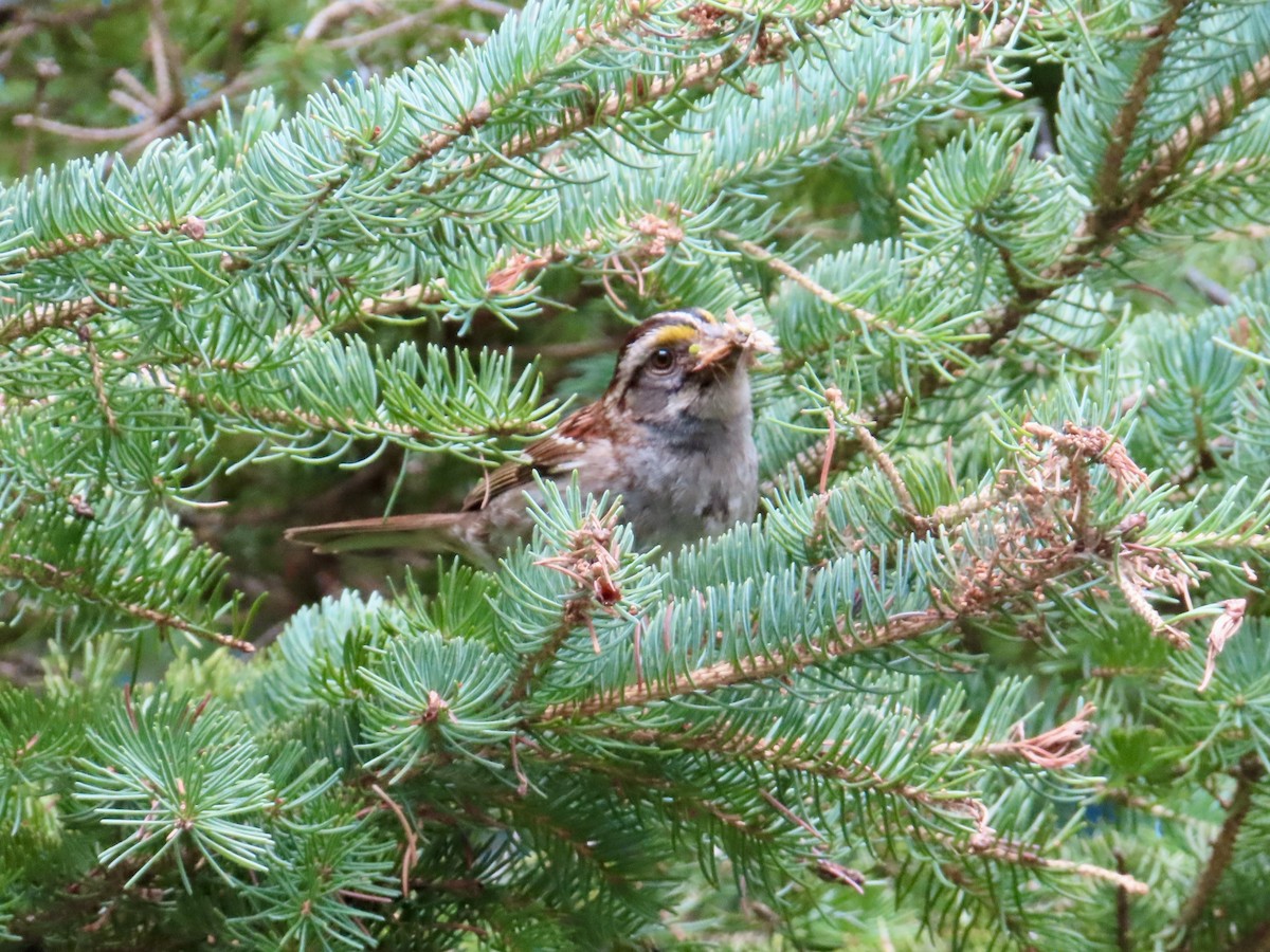 White-throated Sparrow - ML639224612
