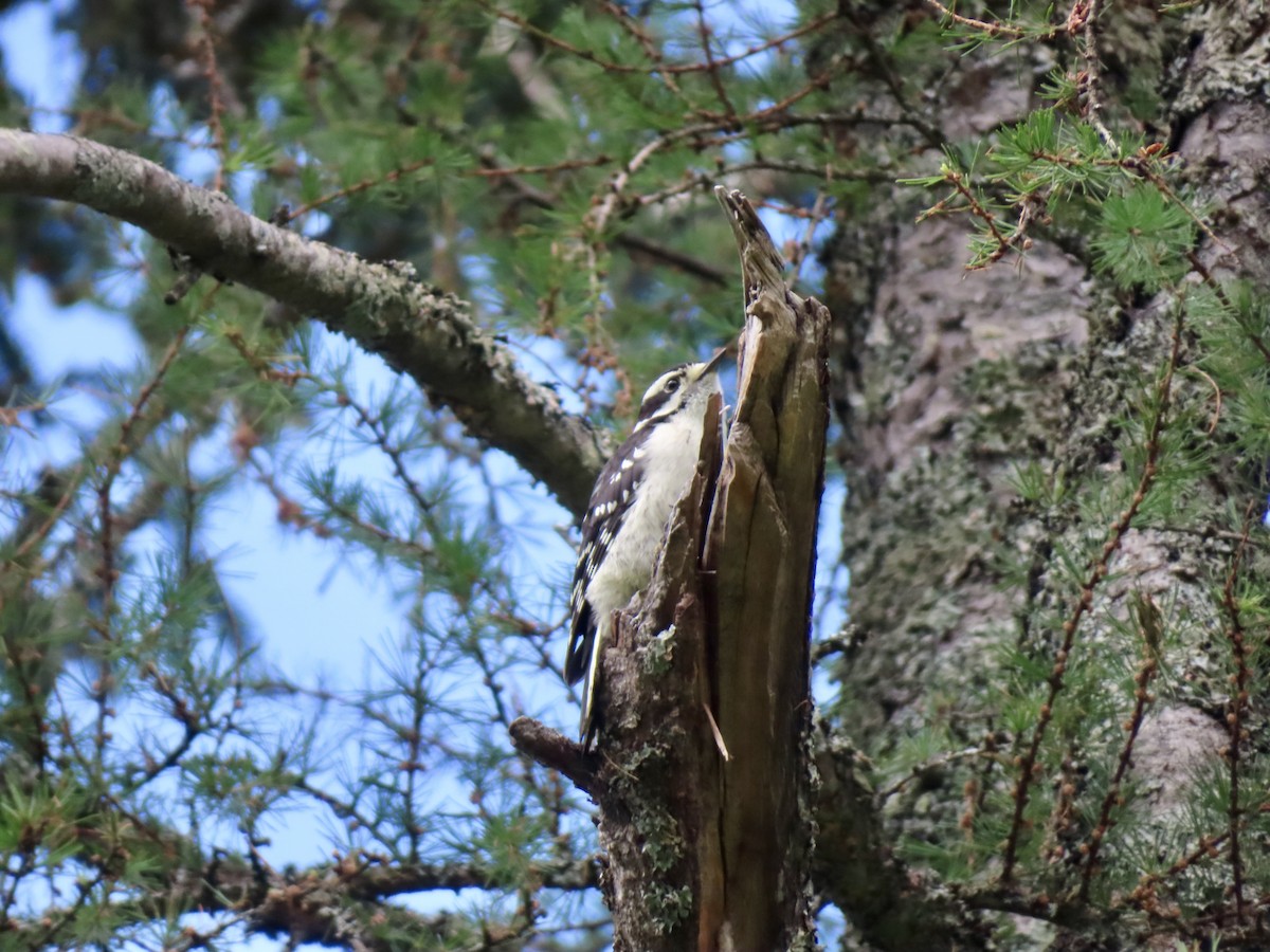 Downy Woodpecker - ML639224626