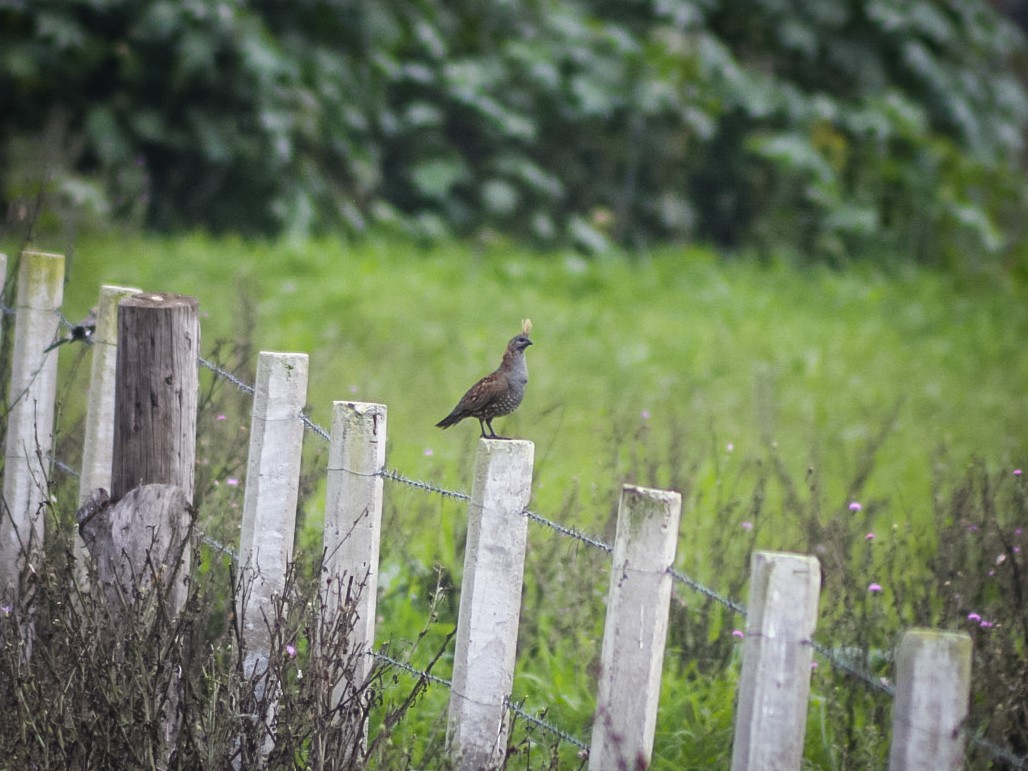 Elegant Quail - ML639224707