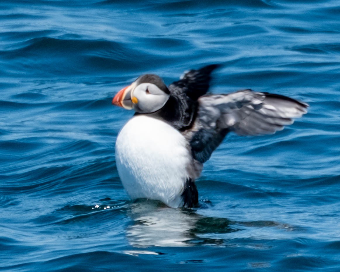 Macareux moine - ML639224744