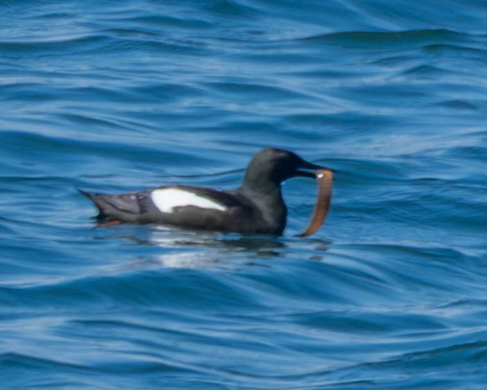 Guillemot à miroir - ML639224767