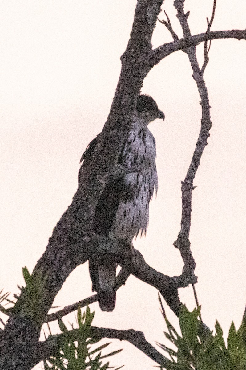 afrikahaukørn - ML639224788