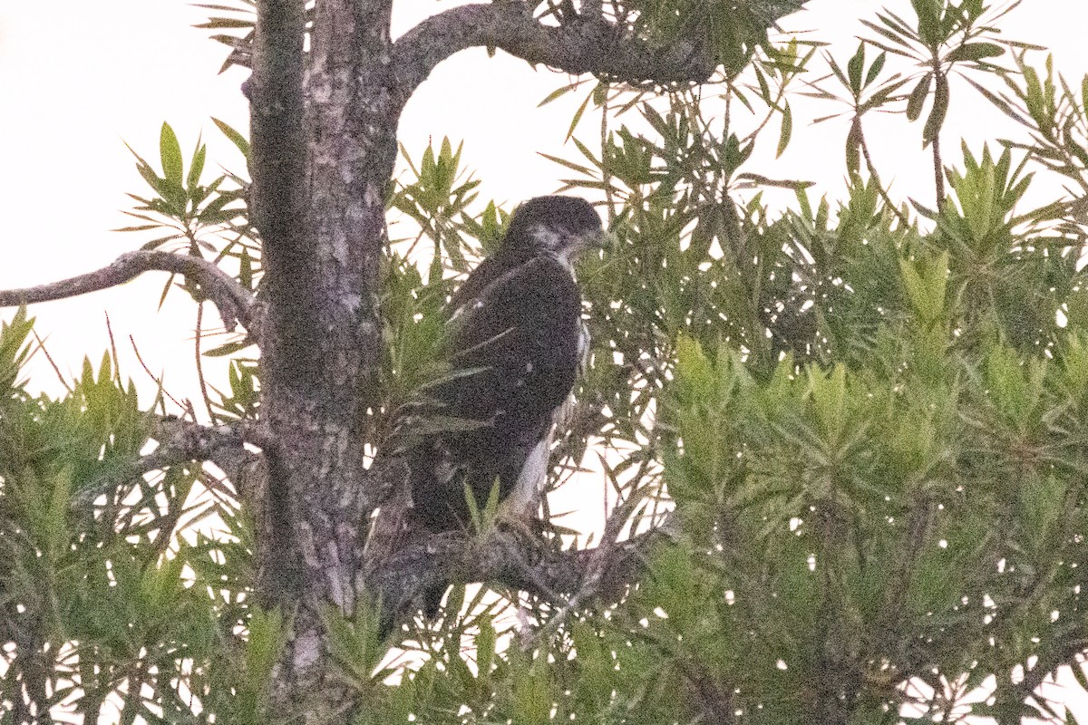 afrikahaukørn - ML639224789