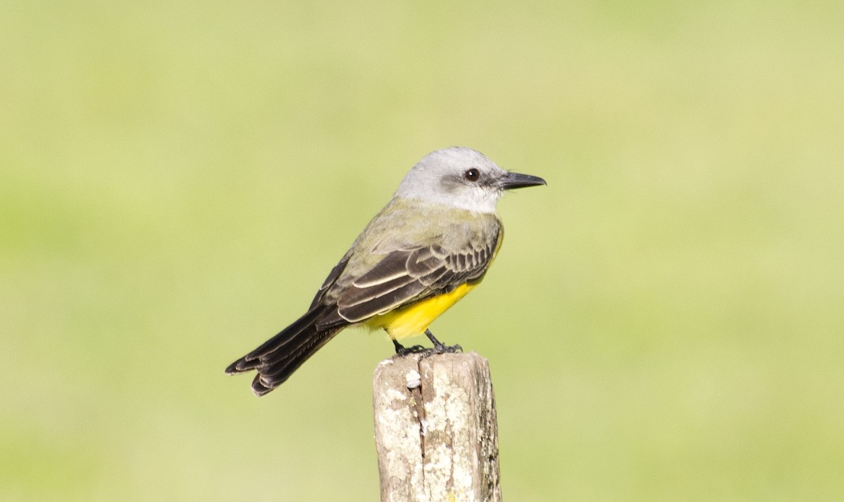 Tropical Kingbird (South American) - ML639224799