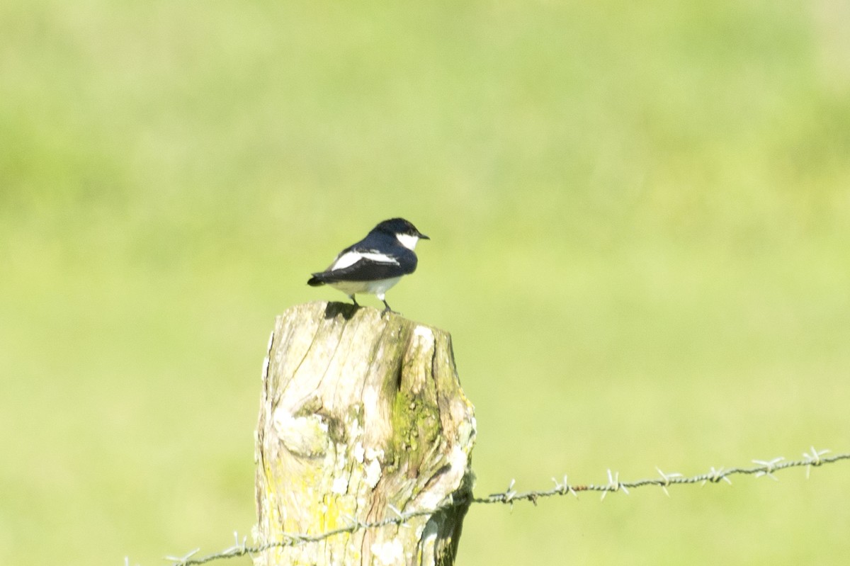 White-winged Swallow - ML639224808
