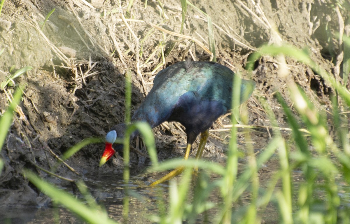 Purple Gallinule - ML639224823